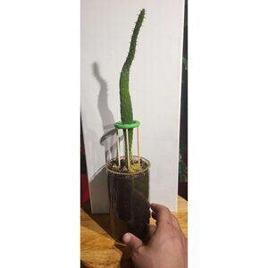 CAC-4 Baby Rooted Red Cactus Pear " Opuntia Cactus | Winter Cactus